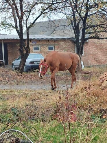 показы 1 354 72 договорная кошка даром британская короткошёрстная 1 год мальчик метис 2 позвонить написать: Сатам | Бээ (ургаачы) | Жумушка — 2