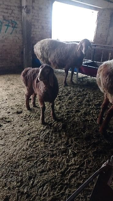 кочкор сатам: Сатам | Ургаачы кой (ургаачы) | Арашан | Көбөйтүү үчүн | Бооз — 7