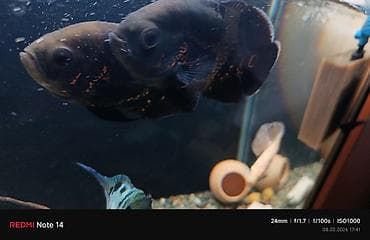 Астронотусы (Astronotus ocellatus) — крупные цихлиды для просторного