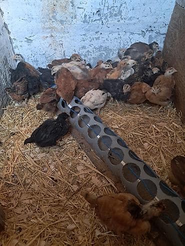 тук сокулук: Сатам | Балапандар | Үй | Көбөйтүү үчүн — 5