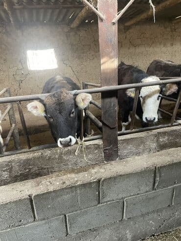 собака долматинец: Продаю | Тёлка | Полукровка | На откорм | Привязанные — 3