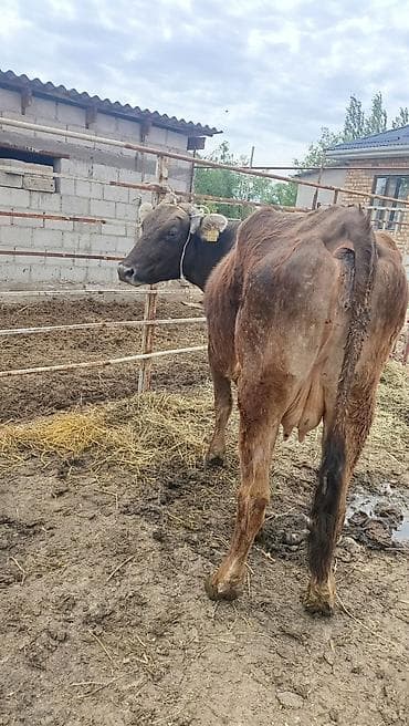 тук сокулук: Сатам | Уй (ургаачы) | Аргын | Көбөйтүү үчүн | Музоологондон кийин — 1