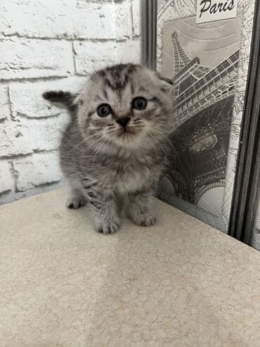Продаются котята .Дата рождения 18.10. 2025.По доступной