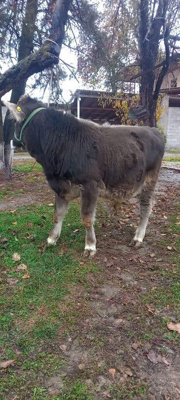 сколько стоит кролик домашний: Продаю | Бык (самец) | На откорм | Привязанные — 5