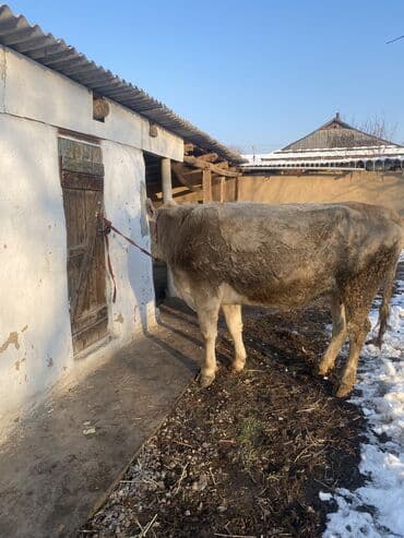 Уйлар, букалар: Сатам | Уй (ургаачы), Бука (эркек), Кунаажын | Аргын | Сүт алуу үчүн | Жасалма жол менен боозутуу, Бооз, Жасалма уруктандырылган — 8
