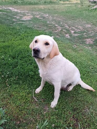 Собаки: Лабрадор-ретривер, 2 месяца, Самец — 4