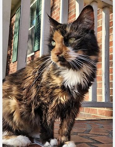 Птицы: 4 месяца, Мальчик, Черепаховый — 2