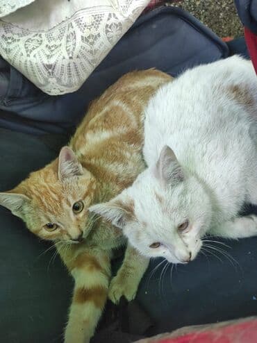 экзотическая короткошёрстная кошка: 5 айлык, Ургаачы, Лотокко барууга үйрөтүлгөн — 2