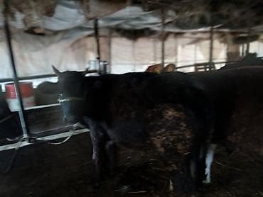 Услуги ветеринара: Продаю | Тёлка | На забой | Привязанные — 5