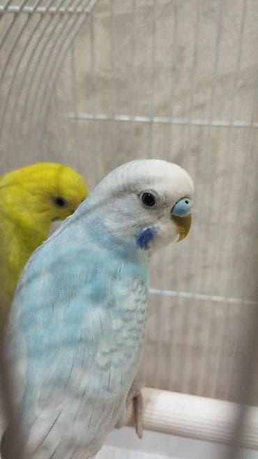 Клетка для волнистых попугаев с аксессуарами - Два волнистых