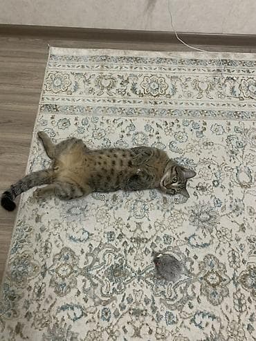 scottish fold: Кошка даром: Беспородная, 4 года, Мальчик — 3