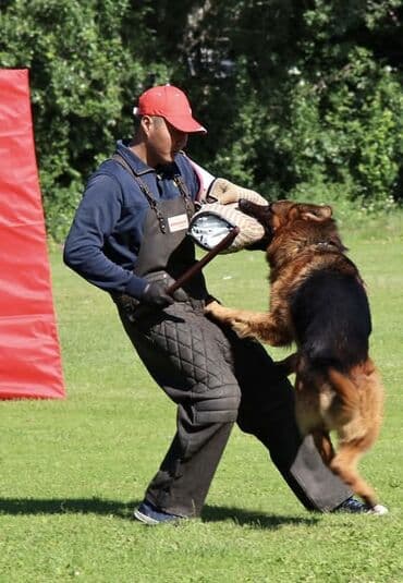 Продажа собак: Немецкая овчарка – щенки шоу-класса - Окрас: чёрно‑рыжий с яркой — 8