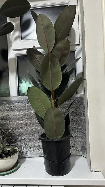 искусственные пальмы: Комнатные растения в горшках. 1) Фикус эластика (каучуконосный, сорт — 2