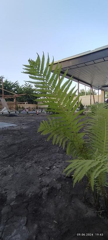 headhunter kg: Профессиональное озеленение и устройство декоративных садов Что — 7