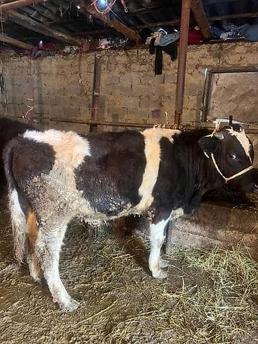 свиньи купить: Продаю | Бык (самец) | На откорм | Привязанные — 2