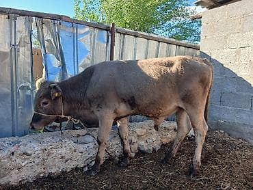 швицкая порода коров: Продаю | Бык (самец) | Полукровка | На откорм | Привязанные — 4