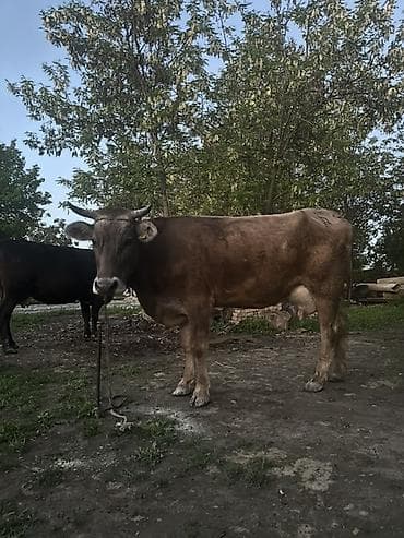 молоко коровье: Продаю | Корова (самка) | Для молока | Привязанные — 8