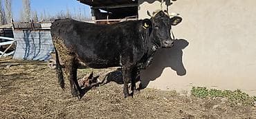 собаку алабай: Продаю | Корова (самка), Бык (самец), Тёлка | Алатауская | Для разведения, Для молока | Стельные — 1