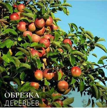 Обрезка и обработка плодовых деревьев ! at lalafo.kg Обрезка и обработка плодовых деревьев !