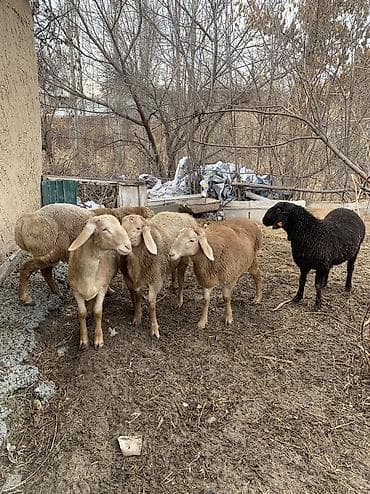 сова купить живая: Продаю | Баран (самец) | Арашан | Для разведения — 9