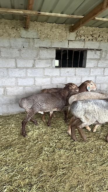 куплю барана на мясо: Продаю | Баран (самец) | Гиссарская | Для разведения | Племенные — 7