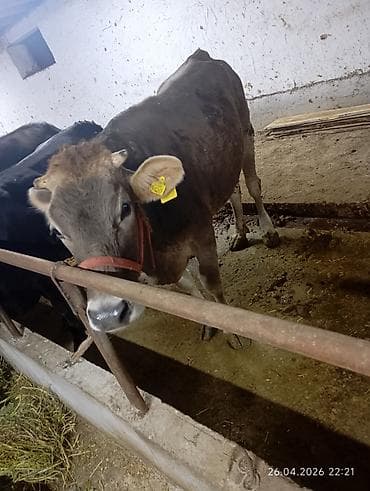каровы и быки: Продаю | Бык (самец) | На откорм | Привязанные — 2