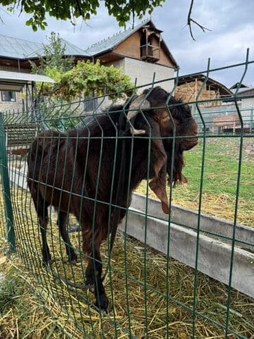 породистые козы: Продаю | Коза (самка) | Для разведения | Племенные — 2