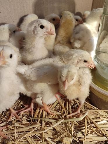 дакан яйца: Продаю | Цыплята | Леггорн | Несушки — 2