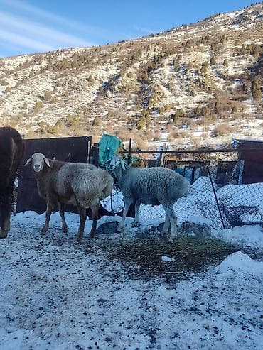 кичинекей мышык: Сатам | Ургаачы кой (ургаачы) | Көбөйтүү үчүн — 5