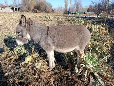 продаю связи с переездом: Салам алейкум продаю ищака айгырчика. кому интересно обращайтесь — 4