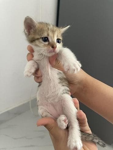 Животные: Котята домашние, короткошёрстные. Около 1–1,5 месяцев. В помёте разные — 7