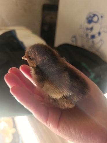 золотая шиншилла кошка цена: Торг есть Небольшие цыплята разных окрасов, включая белых, желтых — 4