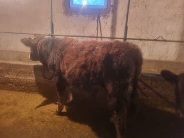 продажа коней: Продаю | Тёлка | На откорм | Привязанные — 2