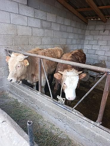 Продаю | Бык (самец)