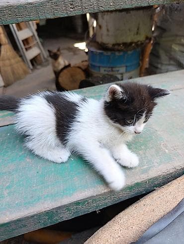 Отдам даром кошку: Милые игривые котята.Отдам даром — 3