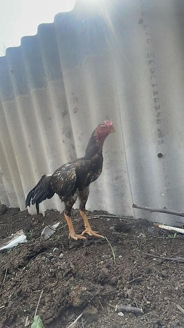 мопс фото цена: Продаю | Петух | Для разведения — 1