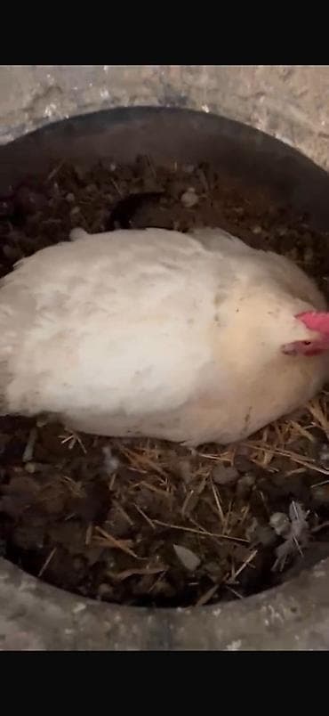 куплю домашних курей: Продаю | Куры | Домашняя | Для разведения — 2