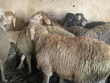 бычки бычок: Продаю | Баран (самец) | Гиссарская, Арашан | На забой, Для разведения | Осеменитель — 7