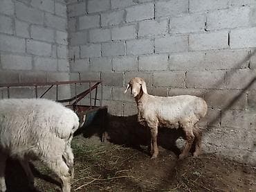 боз бээ: Продаю | Овца (самка) | Для разведения — 4