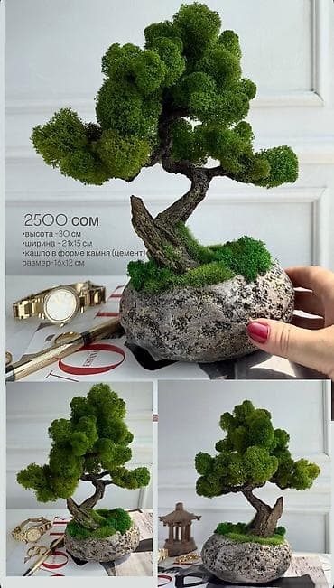 Деревья-бонсай из натурального стабилизированного мха🌳 -это at lalafo.kg Деревья-бонсай из натурального стабилизированного мха🌳 -это