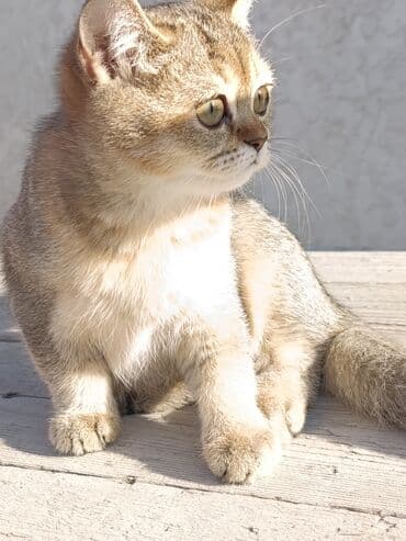 сухое молоко для животных: Скотиш Страйт (Шотландская прямоухая), 3 месяца, Девочка — 13