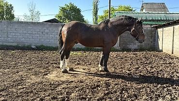 пони конь: Продаётся лошадьАйгыр отлично 👍🏻 держит косяк дает отличных — 4