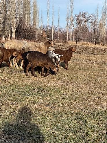 Продаю | Овца (самка) | Для разведения | Матка