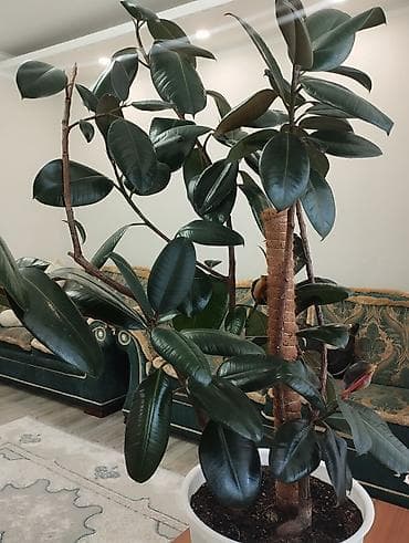 эластика: Фикус эластика (Ficus elastica, каучуконосный) в крупном размере в — 1