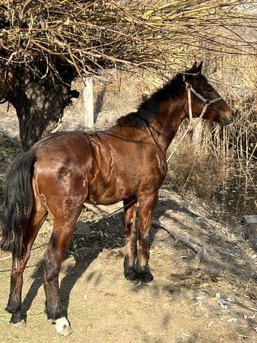ящик почтовый: Продаю | Жеребец, Жеребенок | Полукровка | Конный спорт | Мерин — 5