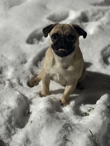 цена французский бульдог: Мопс, 1 год, Самец, С прививкой — 5