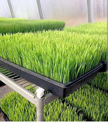 Здоровое питание: Микрозелень ячменя/пшеницы в ковриках (гидропоника) - Свежие плотные — 1