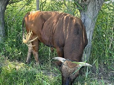 тун азык: Продаю породистый бык 🐂 Швиц 3,5 года Иссык-кульская область с — 1