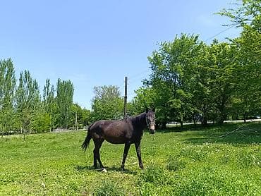 я ищу лошадь: Продаю | Кобыла (самка) | Рабочий — 2