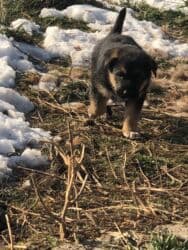 продажа щенков немецкой овчарки в бишкеке с документами: Овчарка, 1 месяц, Самка — 9